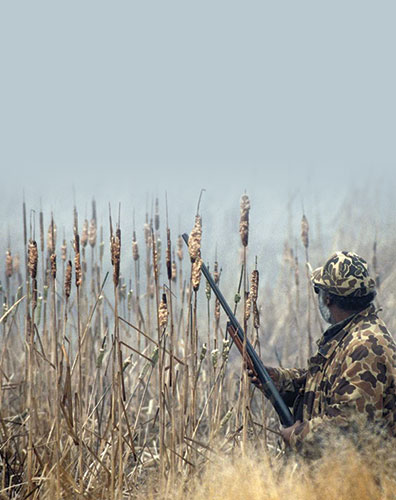 Signet Chasseur patient