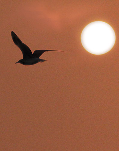 Signet Oiseau au crepuscule