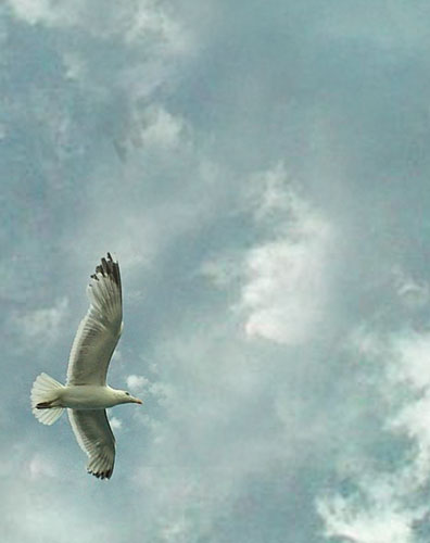 Signet Oiseau libre