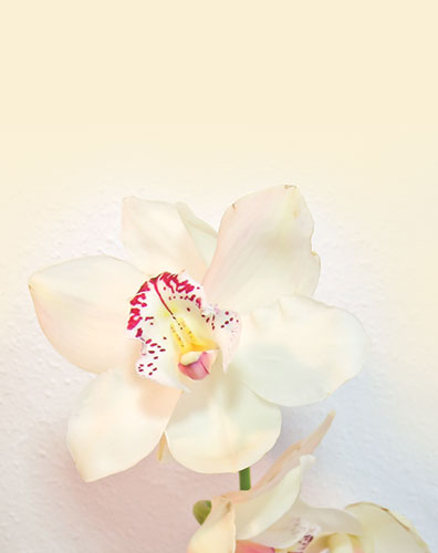 Signet Orchidee pastel