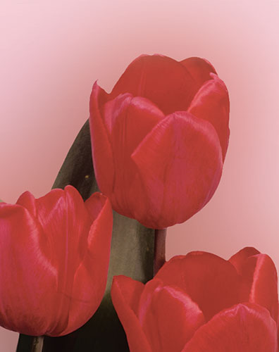 Signet Tulipes rouges